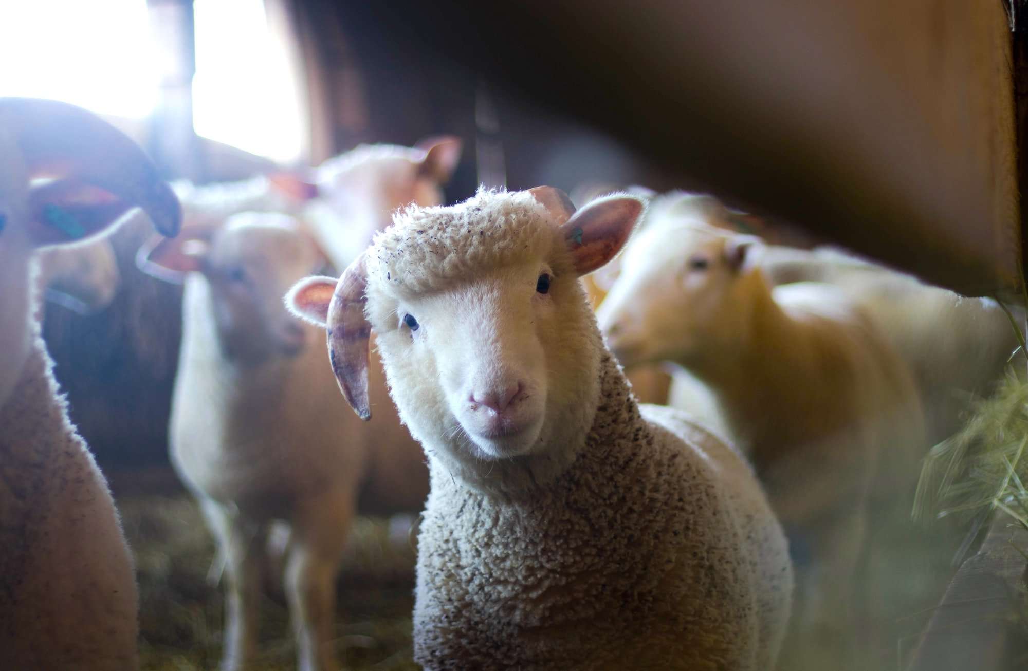 a group of sheep in a barn