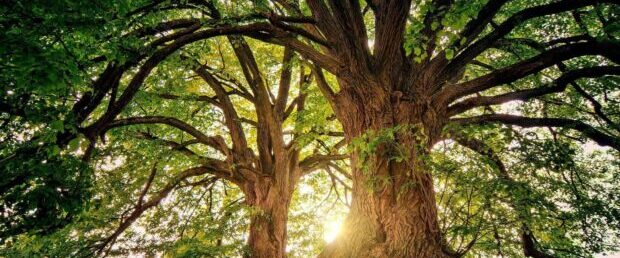 a large tree with many branches